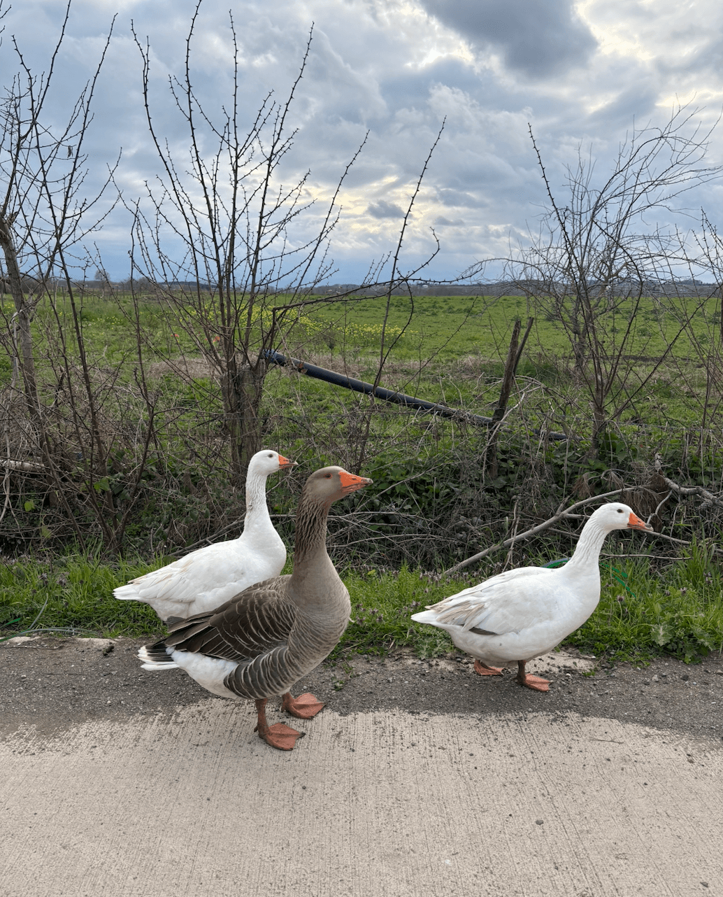 Снимок экрана — 2026-04-13 в 15.34.29.png