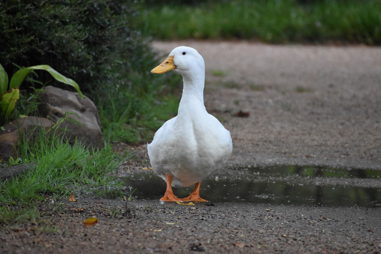 duck-6848583_1920.jpg