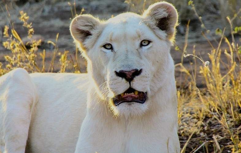 White-Lion.jpeg