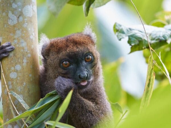 Greater-Bamboo-Lemur.jpeg