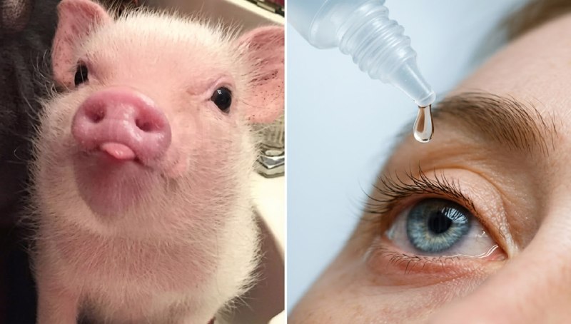 Изображение к посту Telegram 🐷Хрюканам будут дрочить💦