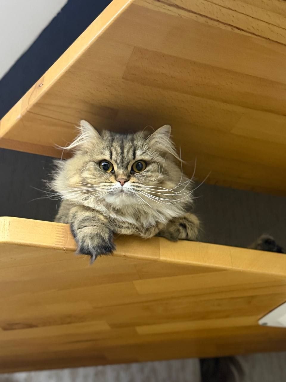 Изображение к статье Без заголовка